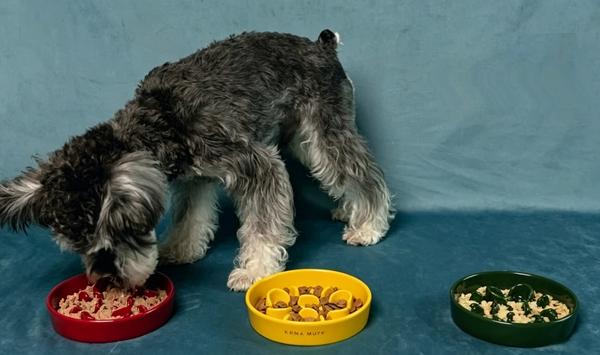 The Ultimate Guide to Pet Bowls: Why Snoutdaily’s Slow Feeder Is a Game-Changer