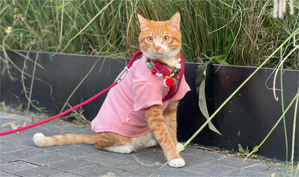 The Ultimate Guide to Cat Harness and Leash: Safe Walking, Training & Top Picks for 2026