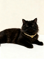 Amber Sugar Cube Pet Necklace