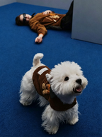 Autumn And Winter Pet Corduroy Cotton Coat