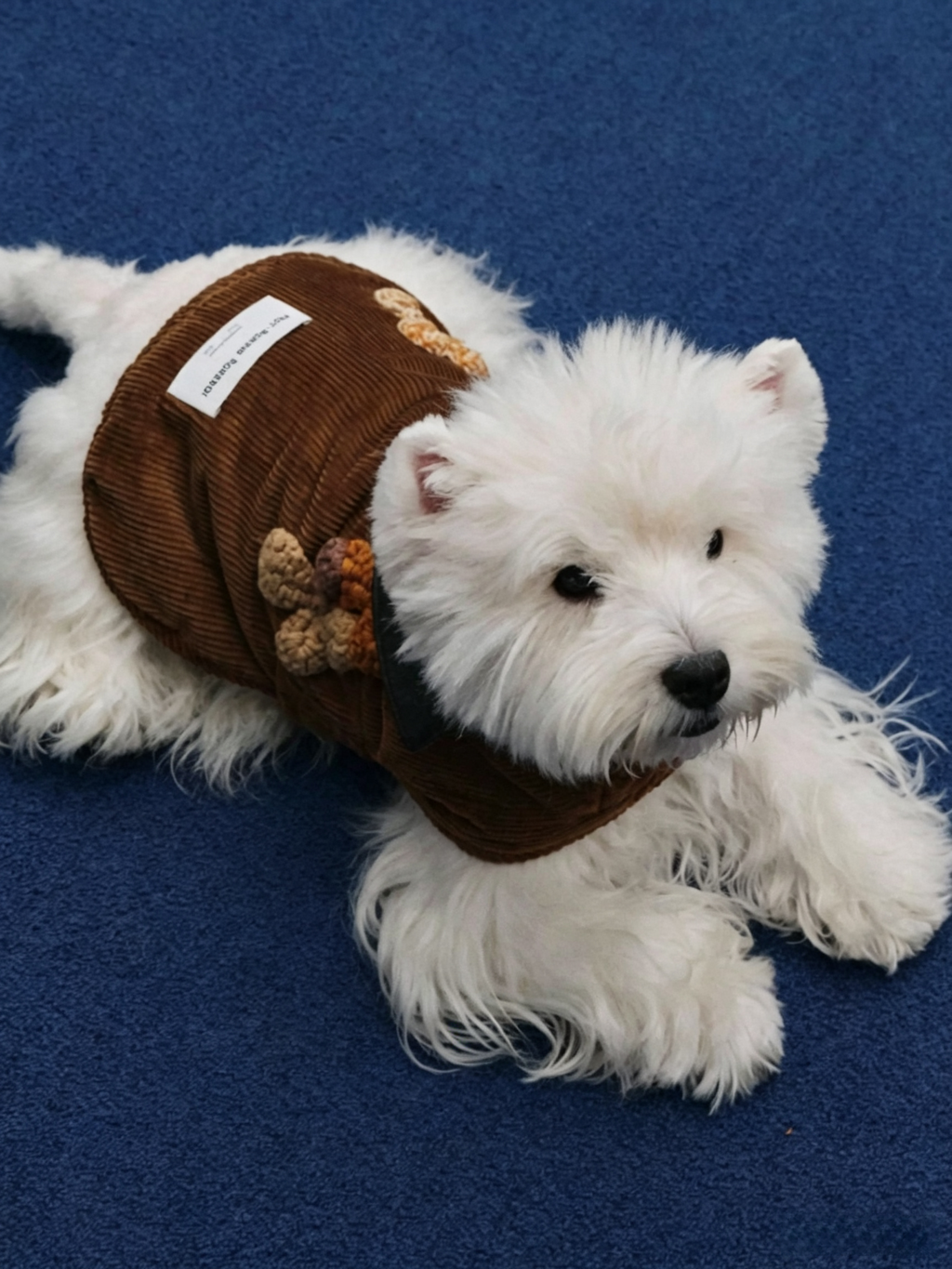 Autumn And Winter Pet Corduroy Cotton Coat