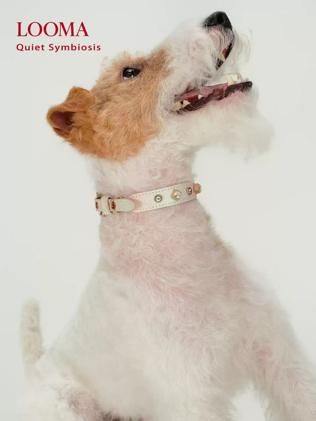 Beaded Decorative Pet Collar
