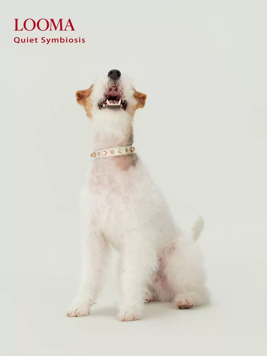 Beaded Decorative Pet Collar