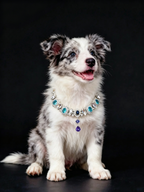 Blue Enchantress Pet Necklace