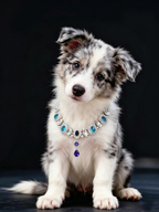 Blue Enchantress Pet Necklace