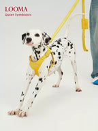 Breathable Soft Leather Pet Harness And Collar Set