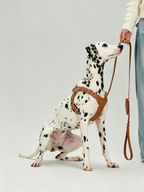 Breathable Soft Leather Pet Harness And Collar Set
