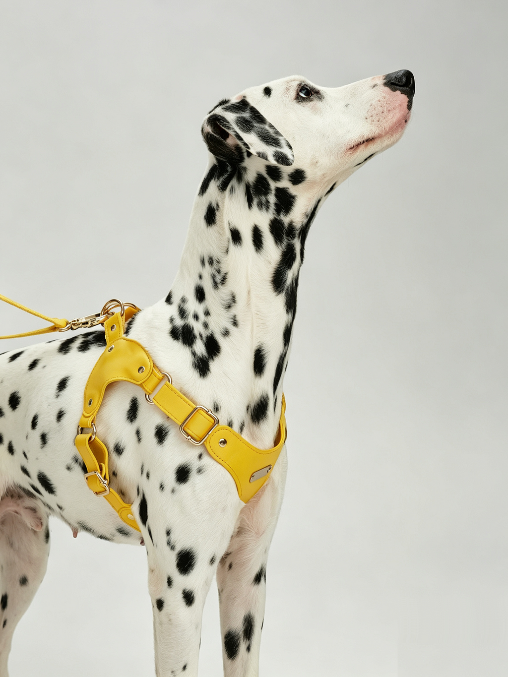 Breathable Soft Leather Pet Harness And Collar Set