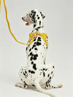 Breathable Soft Leather Pet Harness And Collar Set