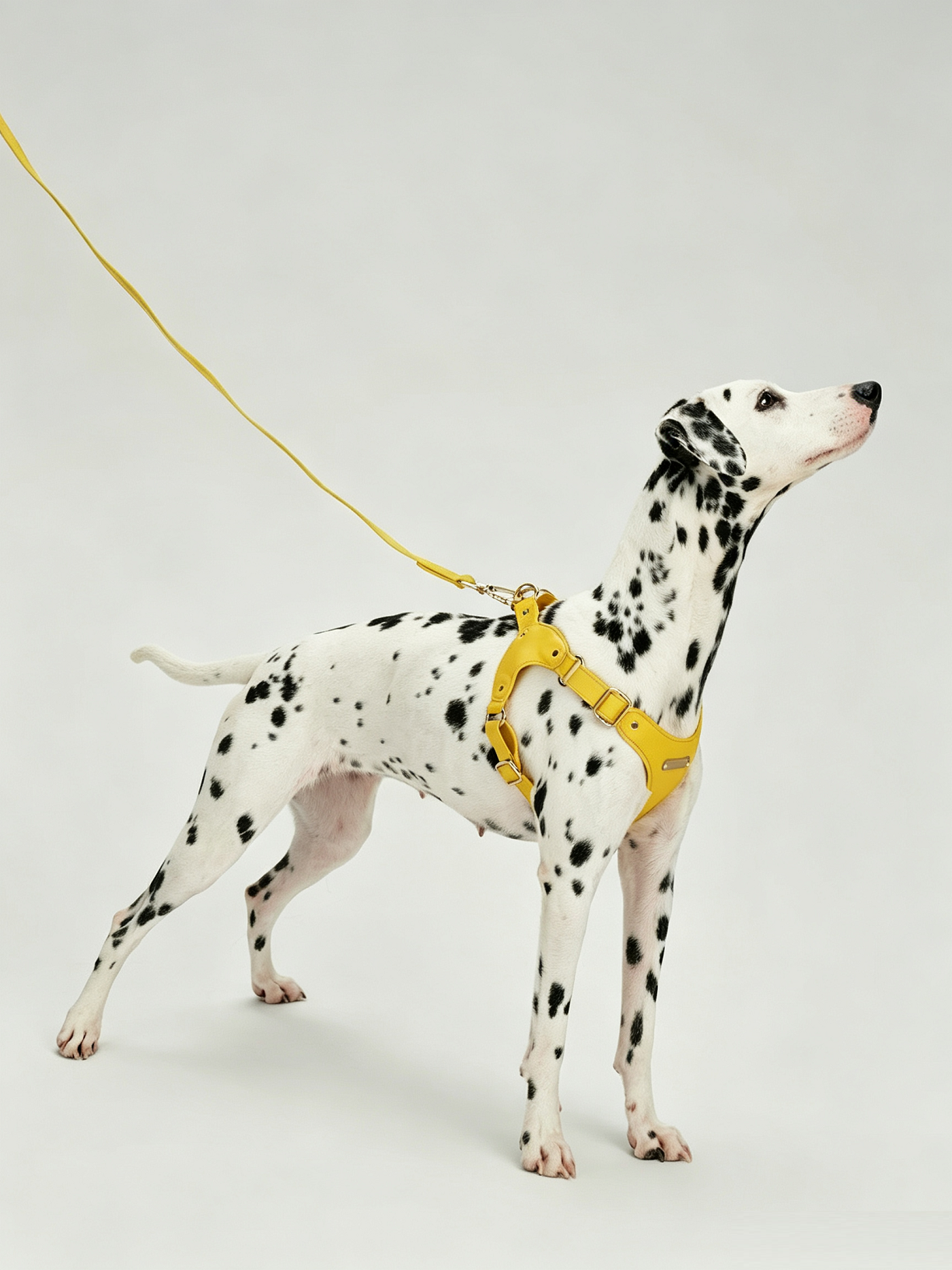 Breathable Soft Leather Pet Harness And Collar Set