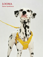 Breathable Soft Leather Pet Harness And Collar Set