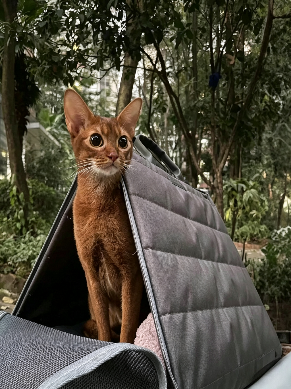 Cat Tent Carrier Bag