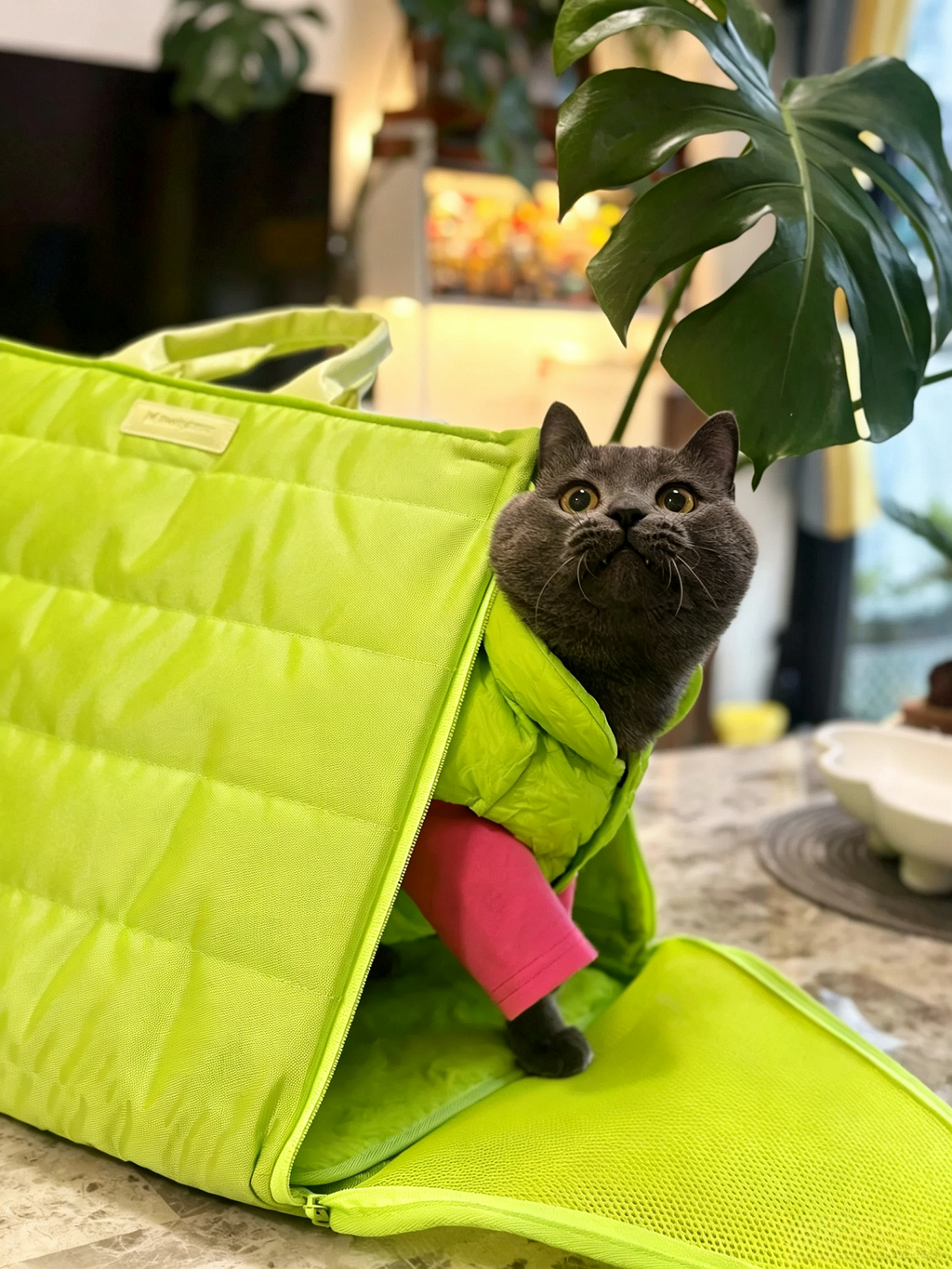 Cat Tent Carrier Bag