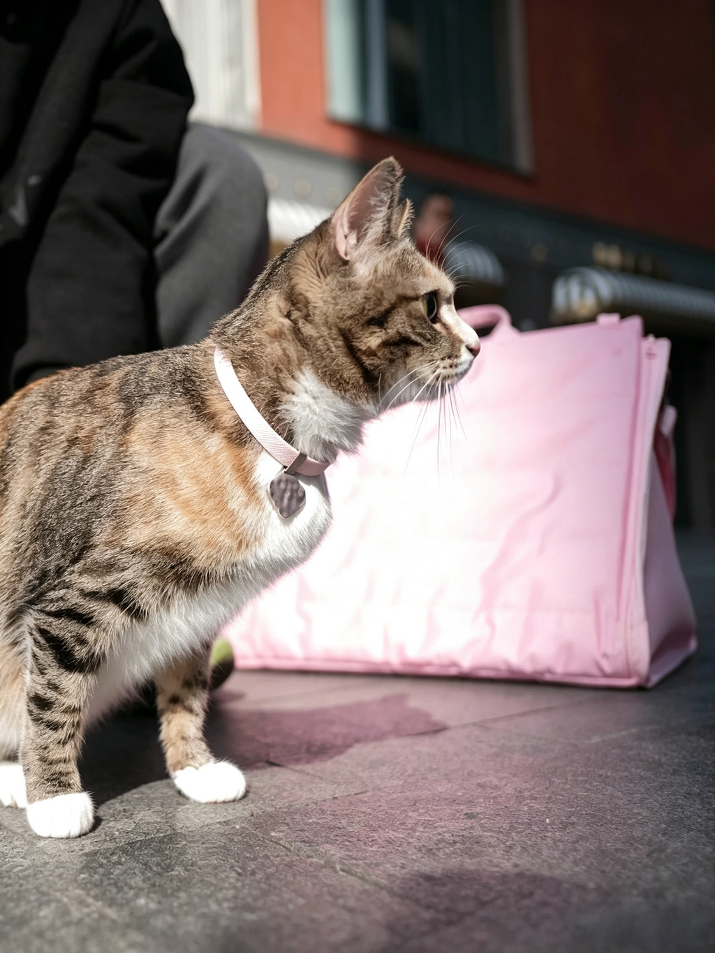 Cat Tent Carrier Bag