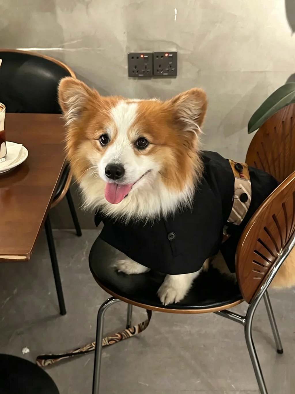 Color-Blocked Belted Pet Trench Coat
