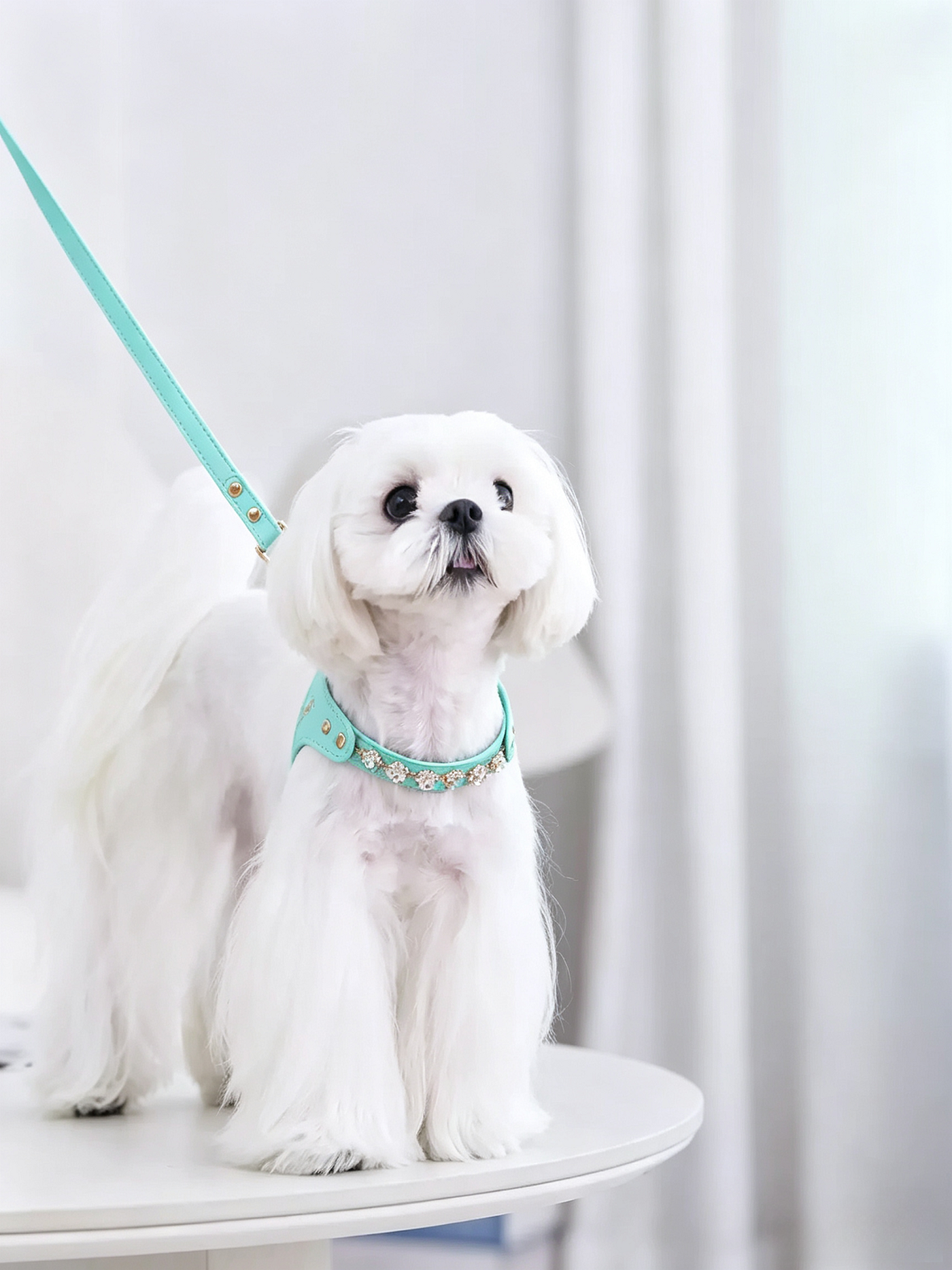 Colorful Diamond Pet Chestback
