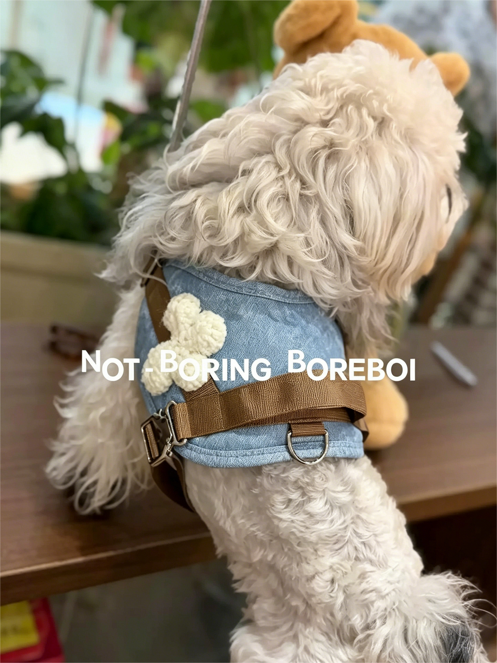 Dog Outing Protective Chest Strap