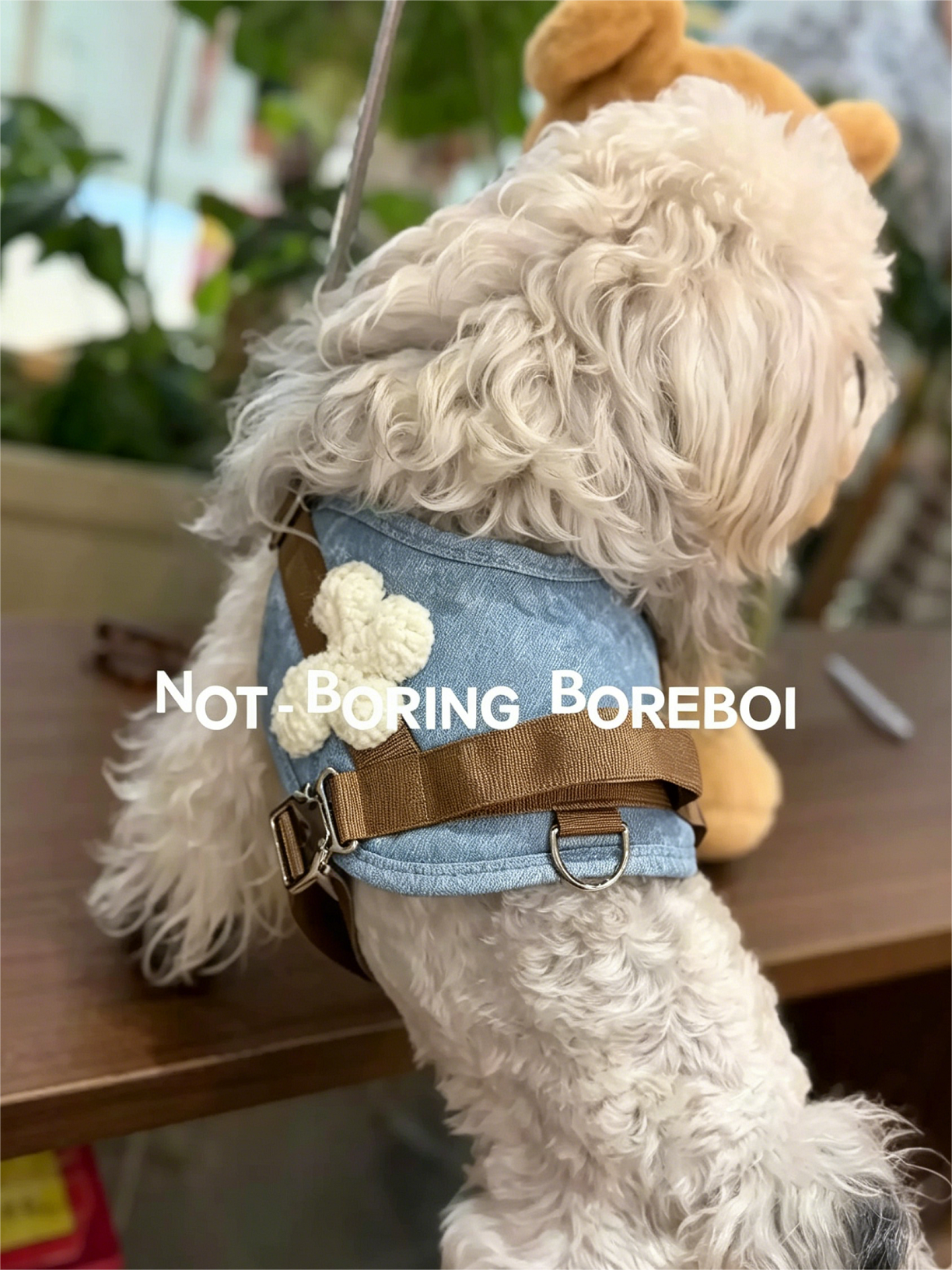 Dog Outing Protective Chest Strap