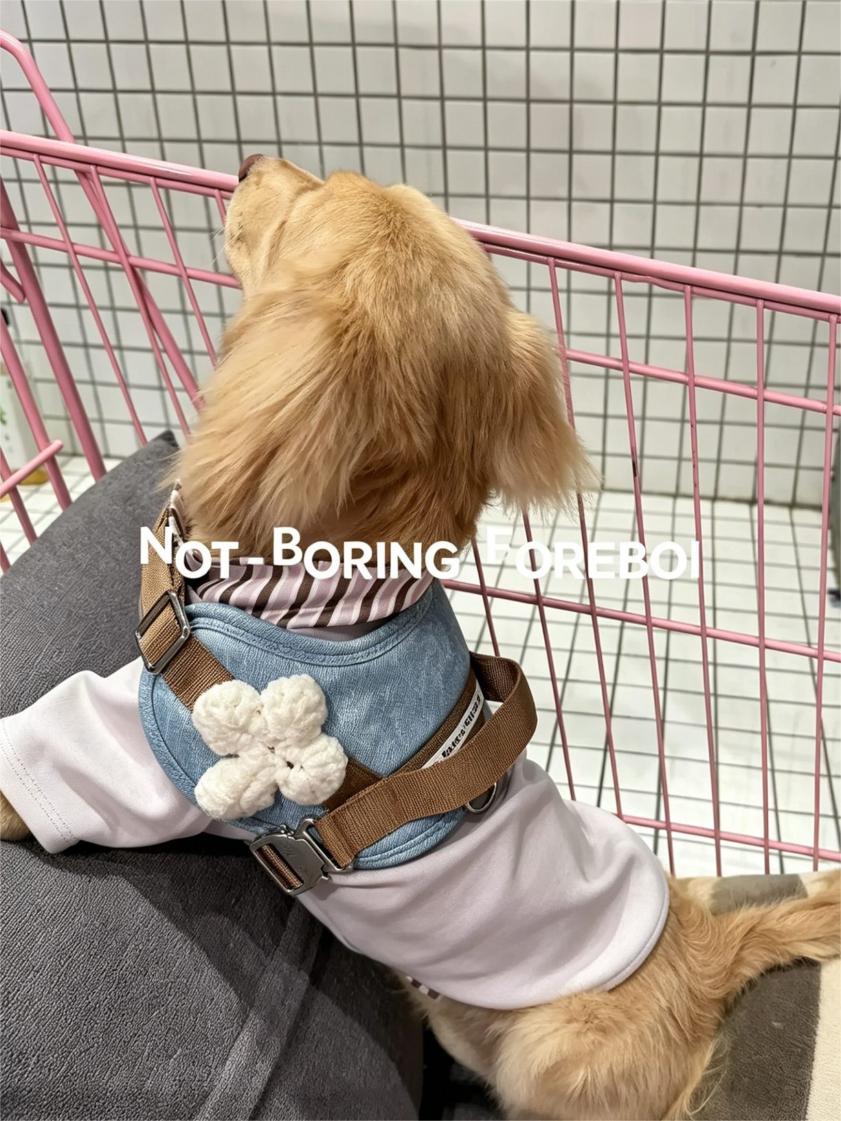 Dog Outing Protective Chest Strap