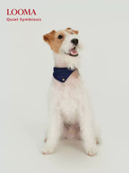 English-Style Pet Triangular Scarf Collar
