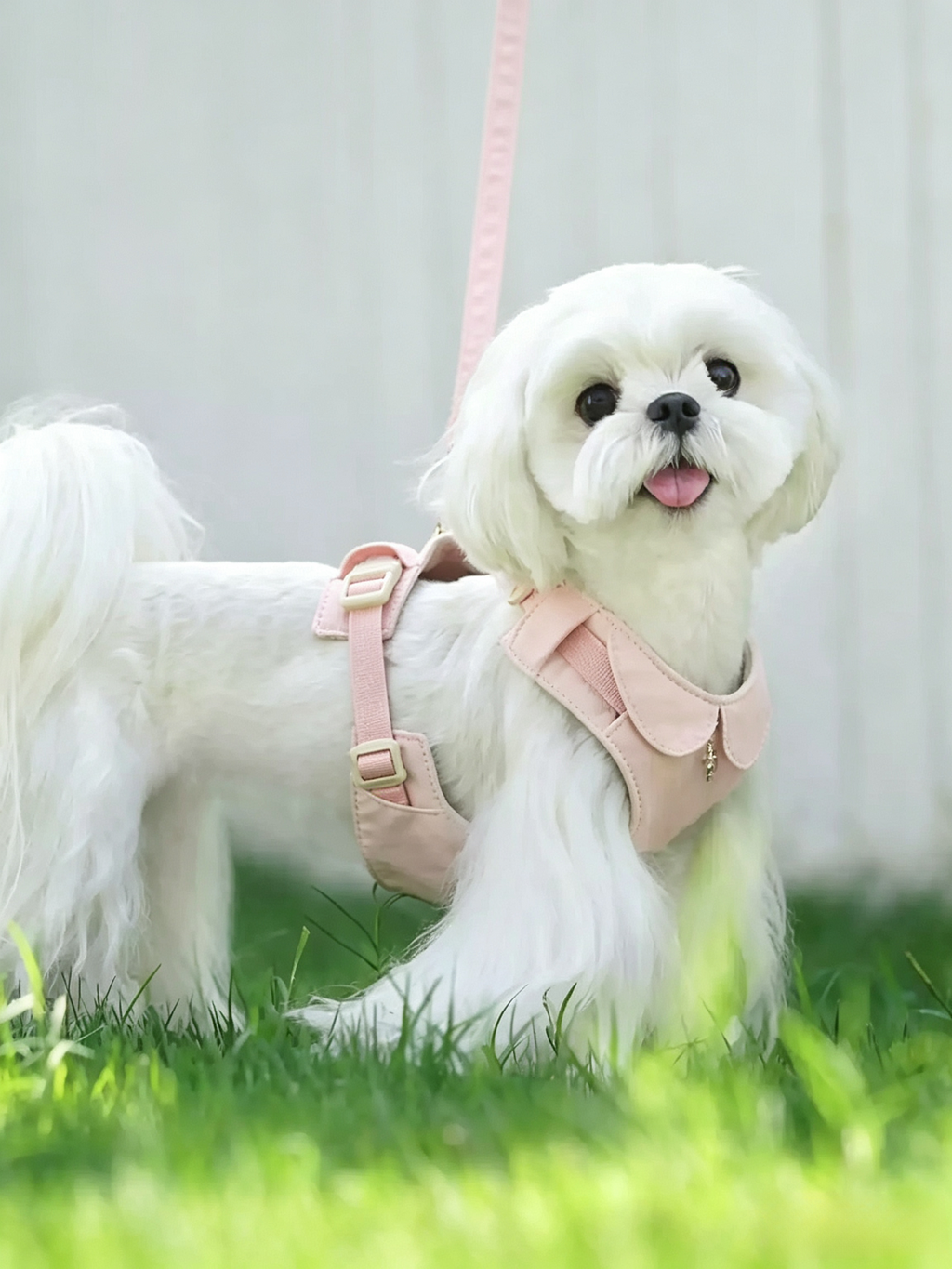 Flower Language Pet Care Chest and Back Leash