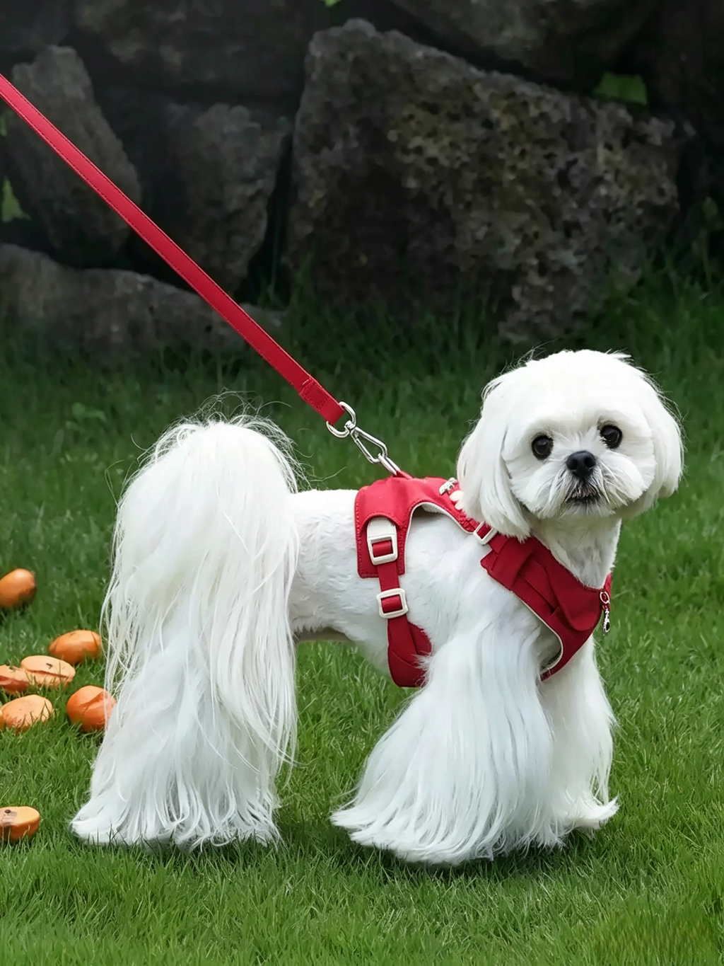 Flower Language Pet Care Chest and Back Leash