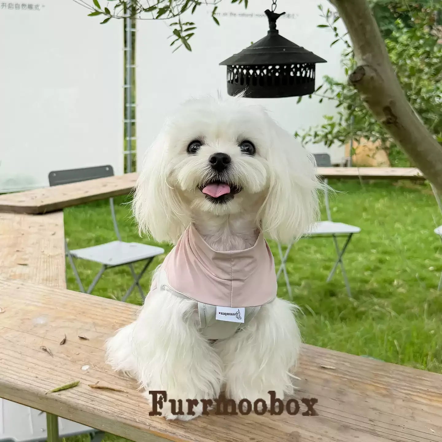 Foggy Powder Pet Sunscreen Clothing Upf100
