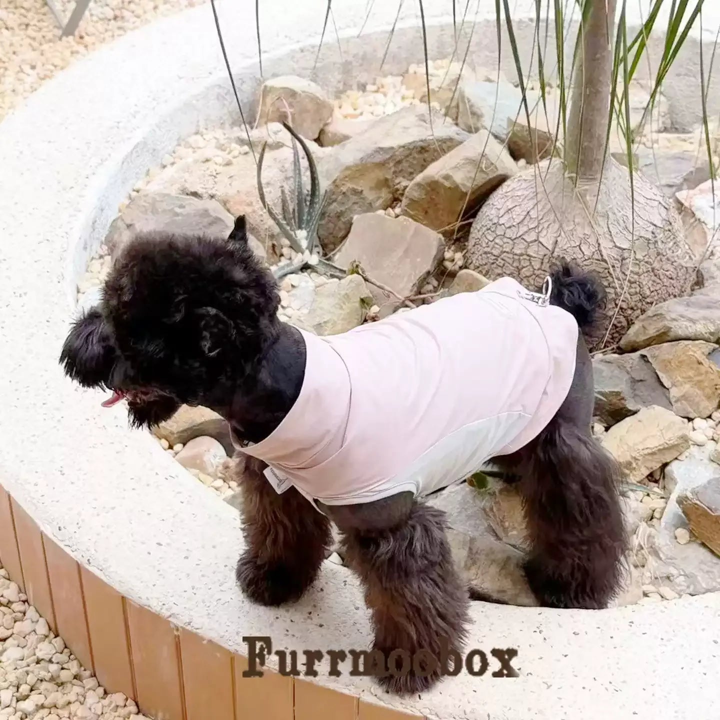 Foggy Powder Pet Sunscreen Clothing Upf100