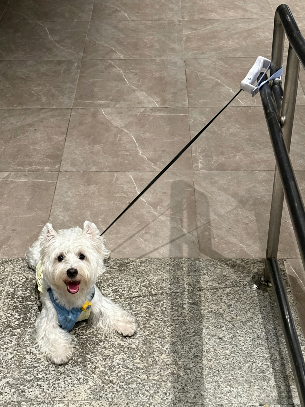 Hands-Free Retractable Leash