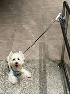 Hands-Free Retractable Leash