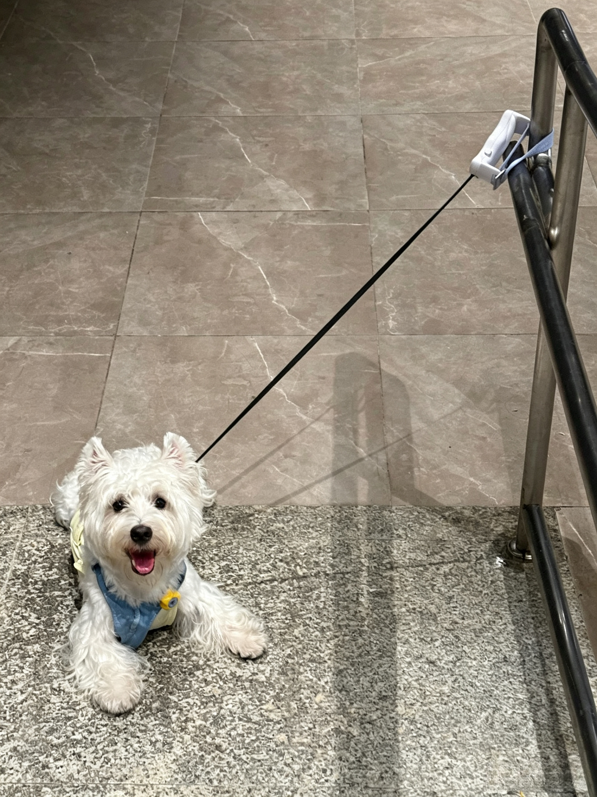 Hands-Free Retractable Leash