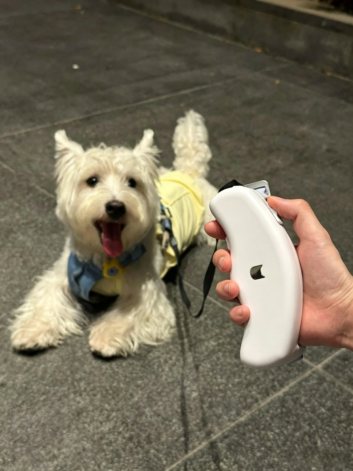 Hands-Free Retractable Leash