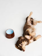 Honey Pot Dog Bowl
