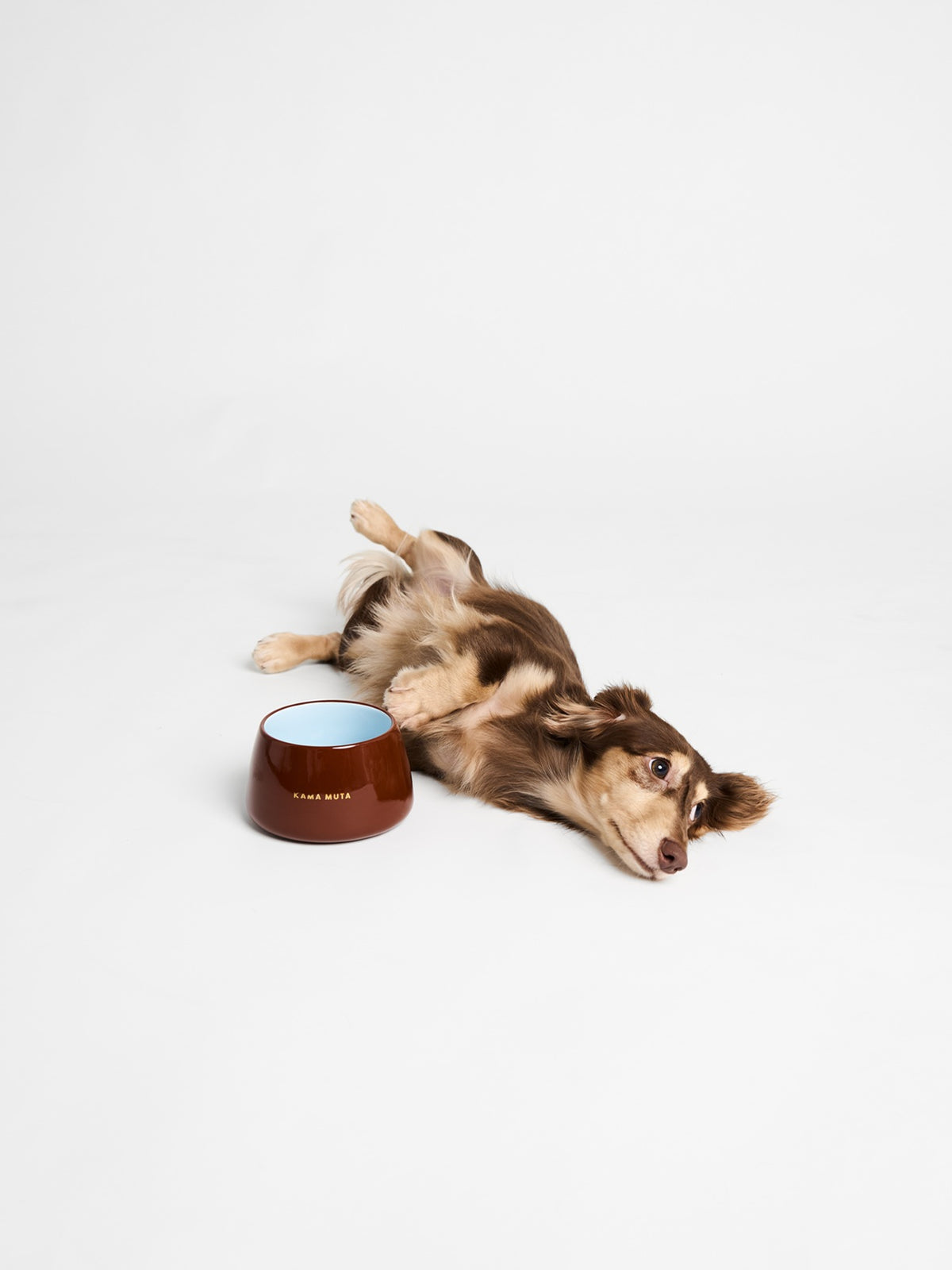 Honey Pot Dog Bowl