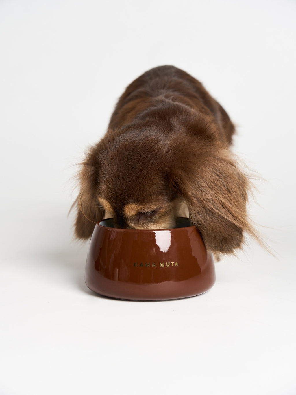 Honey Pot Dog Bowl