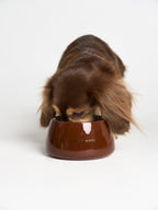 Honey Pot Dog Bowl