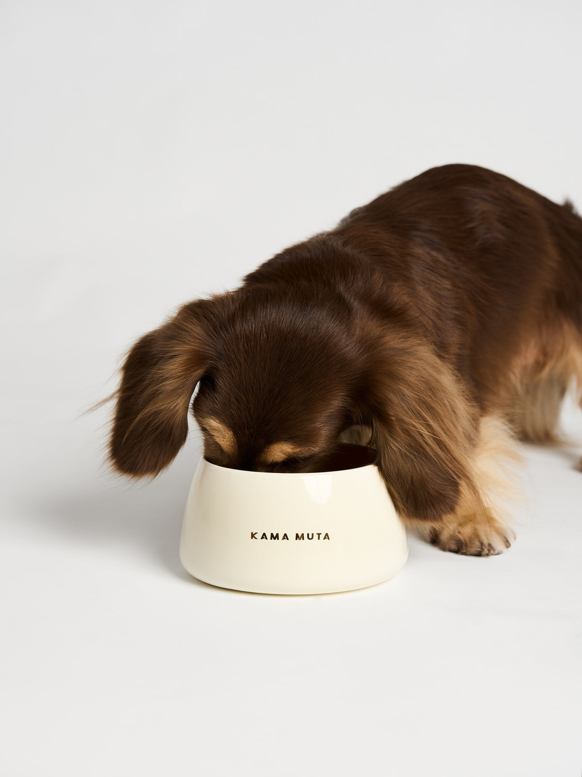 Honey Pot Dog Bowl