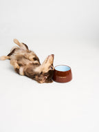 Honey Pot Dog Bowl
