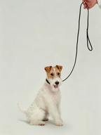 Imported Genuine Leather Pet Leash And Collar Set