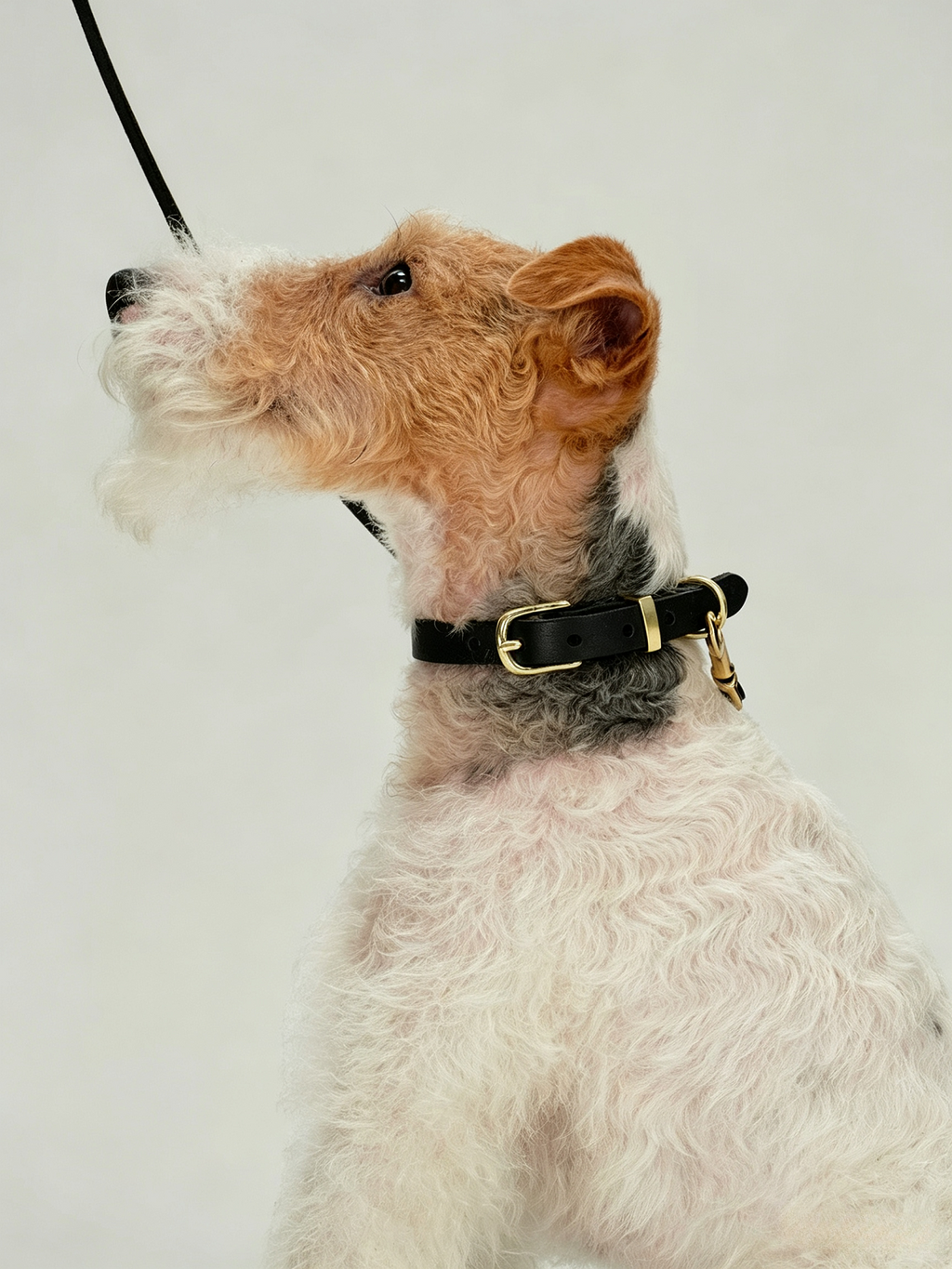 Imported Genuine Leather Pet Leash And Collar Set