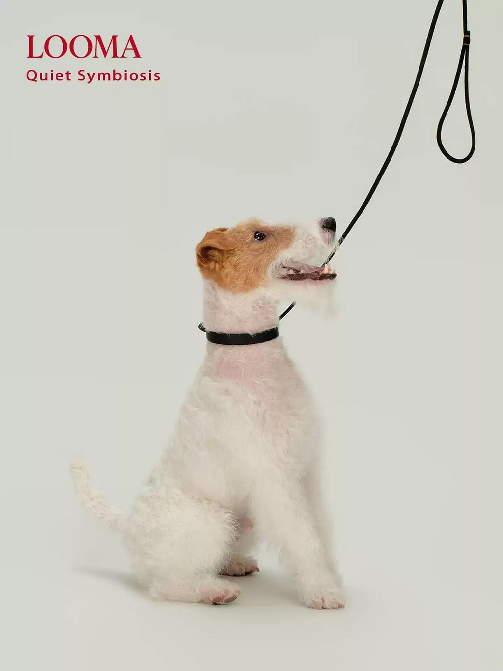 Imported Genuine Leather Pet Leash And Collar Set