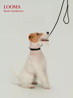 Imported Genuine Leather Pet Leash And Collar Set