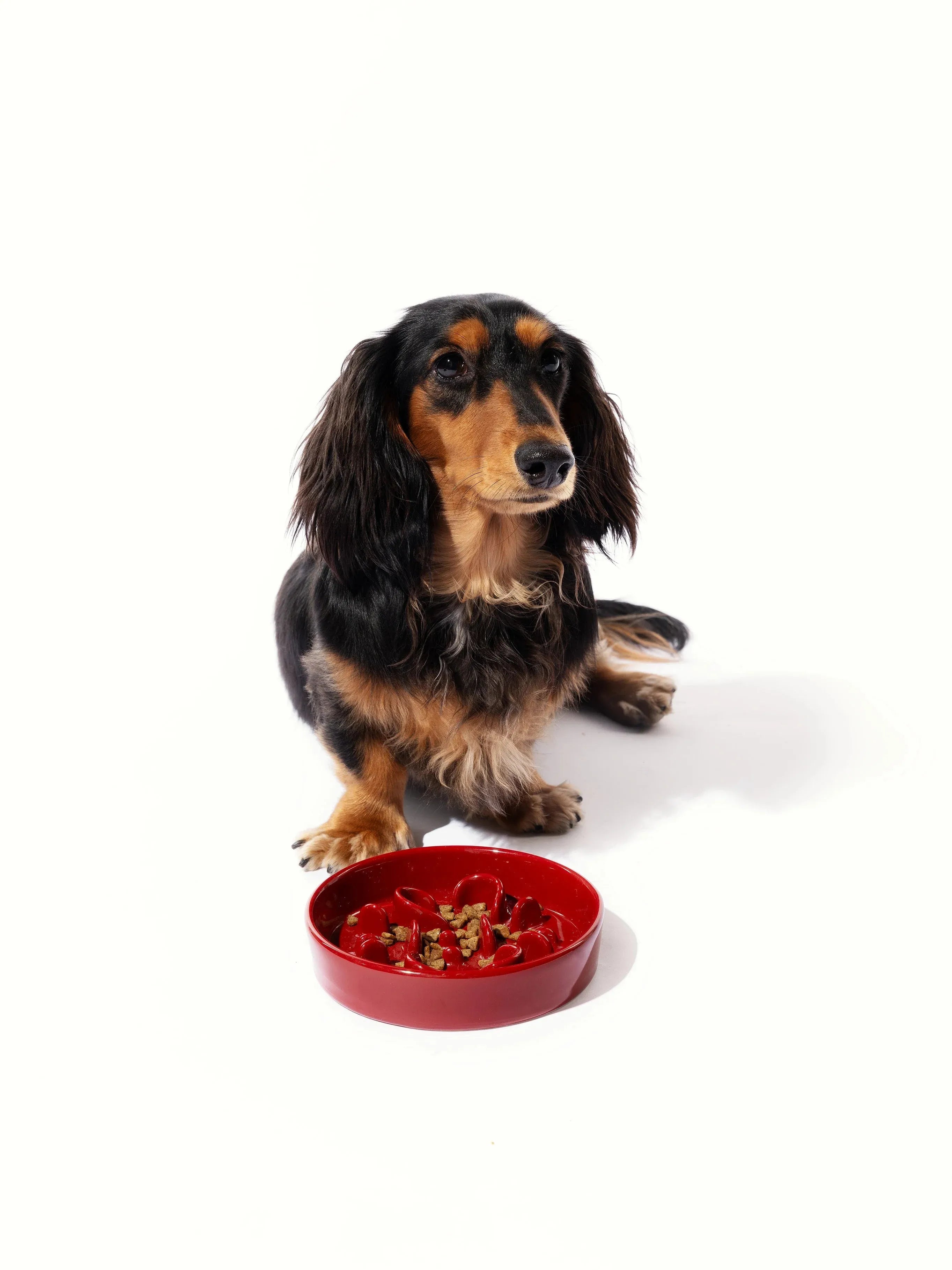 Kama Muta Pet Slow Food Bowl Anti Choking And Anti Slip Ceramic Bowl