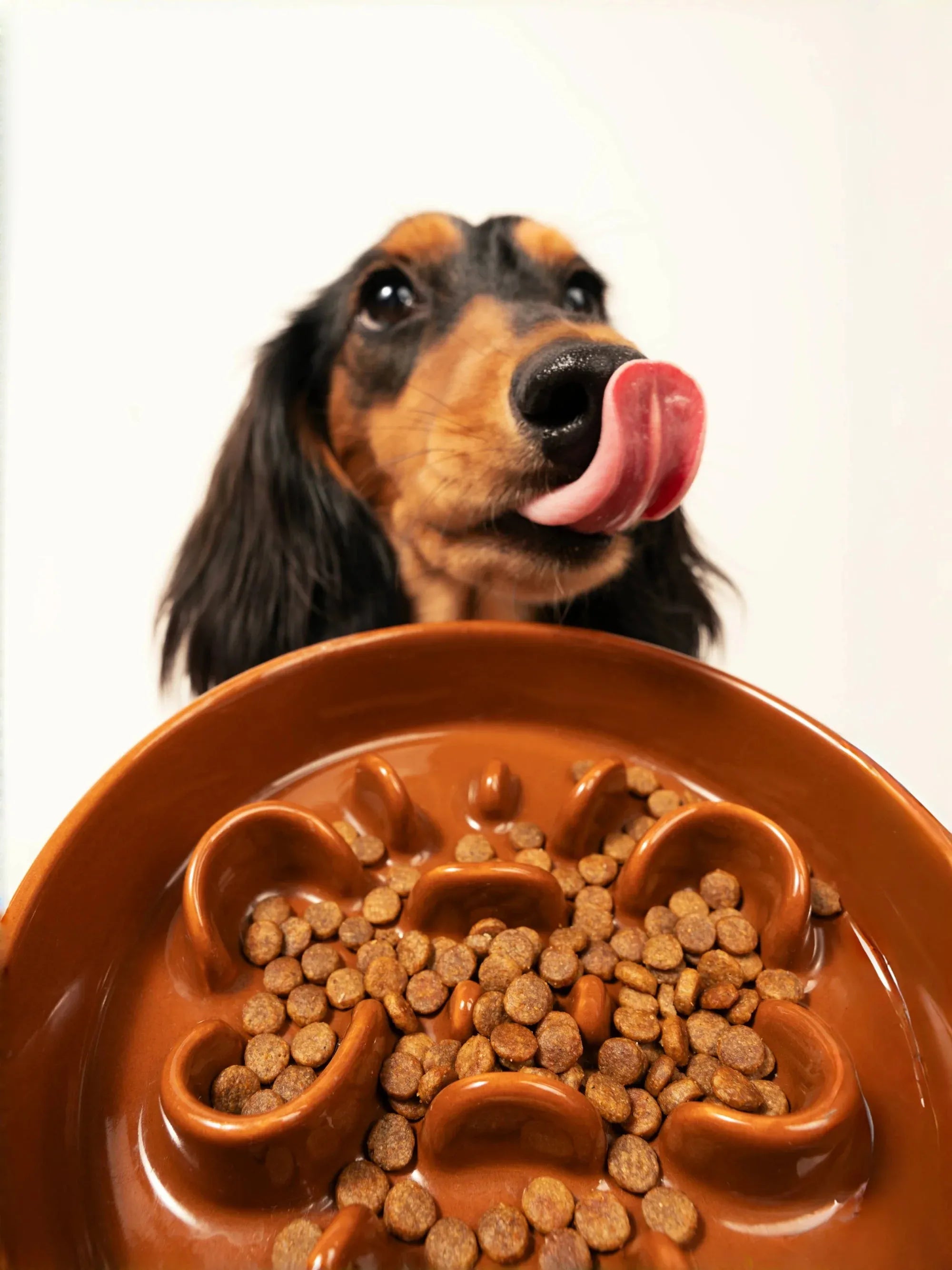 Kama Muta Pet Slow Food Bowl Anti Choking And Anti Slip Ceramic Bowl