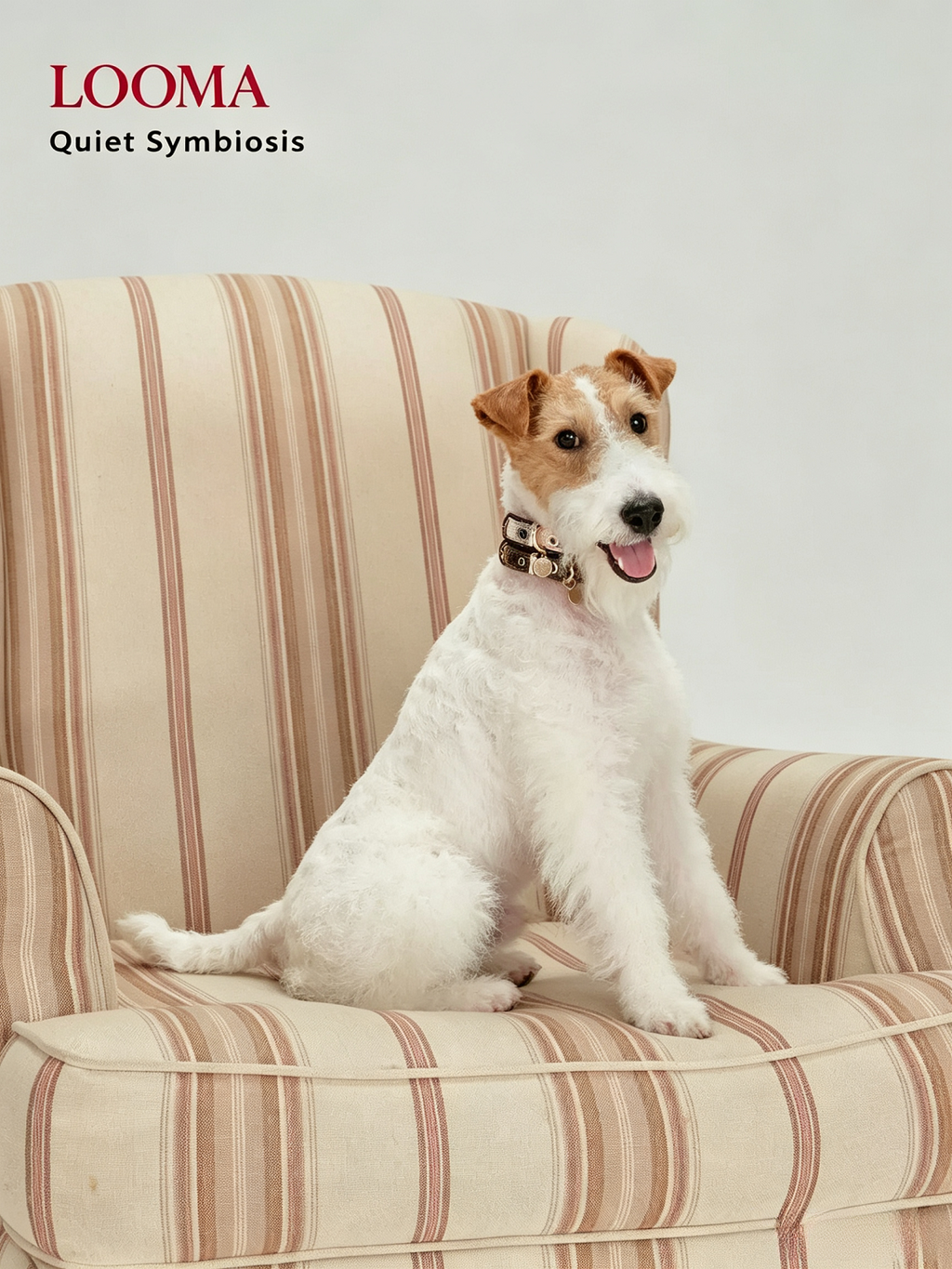Light Luxury Leather Diamond-Encrusted Pet Collar