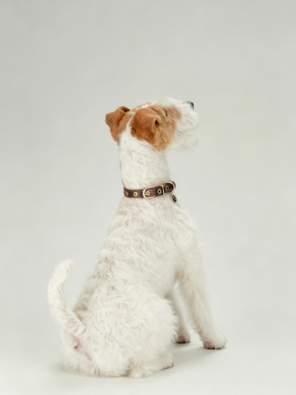 Light Luxury Leather Diamond-Encrusted Pet Collar