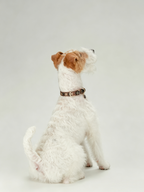 Light Luxury Leather Diamond-Encrusted Pet Collar