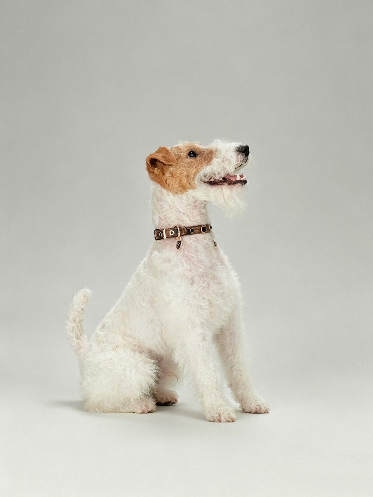 Light Luxury Leather Diamond-Encrusted Pet Collar