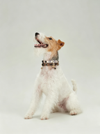 Light Luxury Leather Diamond-Encrusted Pet Collar