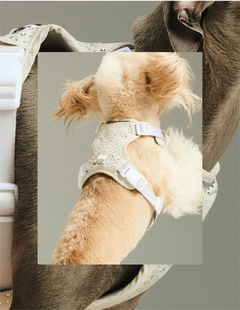 Luxury Rhinestone Pet Chest Vest
